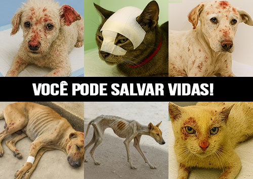 Imagem 1